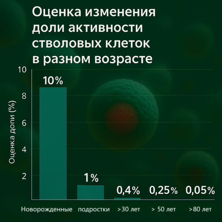 "Диаграмма снижения количества стволовых клеток с возрастом — от новорождённого до старше 80 лет."